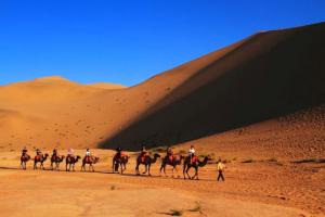 Echoing Sand Mountian Camels