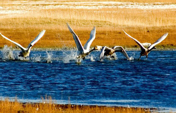 Xinjiang Bayanbulak Swan Lake Korla