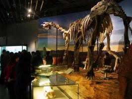 Turpan Museum Dinosaur Specimen