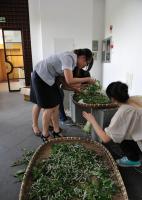 Hangzhou Silkworm Breeding