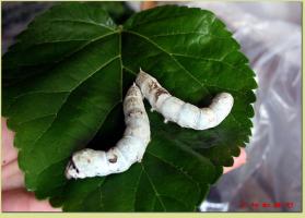 Huzhou Silkworm