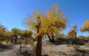Gobi Desert Plants