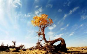 China Gobi Desert Plants
