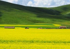 Qilian Mountains Grassland 