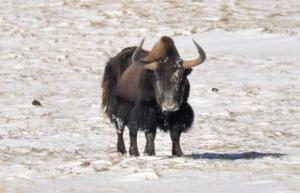 Yak in Mountain Patrol
