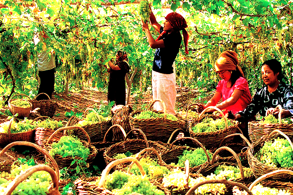 Uygur Grapge Harvest and Turpan Grape Festival
