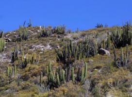 Desert Botanical Garden Xinjiang