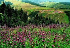 Nanshan Pasture Xinjiang