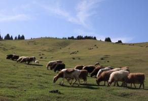 Nanshan Pasture Urumqi