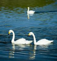 Bayanbulak Swan Lake Korla View