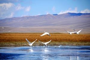 Bayanbulak Swan Lake Korla Attraction
