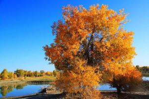 Tarim Diversifolious Poplar Forest Park Sight