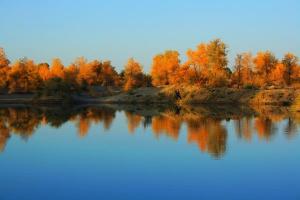 Tarim Diversifolious Poplar Forest Park Scence