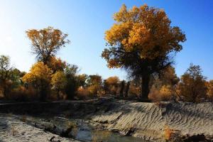 Tarim Diversifolious Poplar Forest Park View
