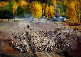 Tarim Diversifolious Poplar Forest Park Sheep