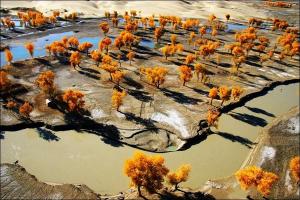 Tarim Diversifolious Poplar Forest Park Trees
