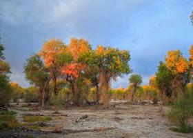 China Tarim Diversifolious Poplar Forest Park