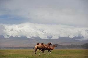  The Pamirs Camel