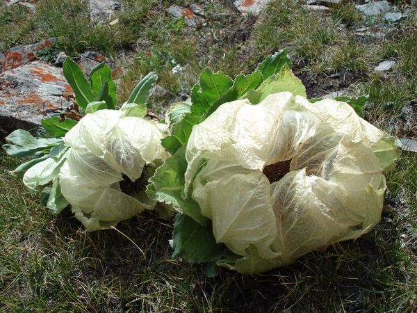 Xinjiang Tianshan Saussurea Involucrata