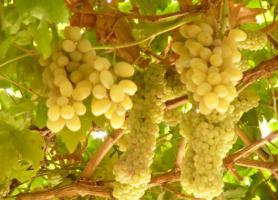 Xinjiang Grape
