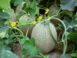 Hami Melon