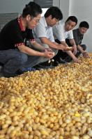 Huzhou Silk Colorful Silkworm Cocoon