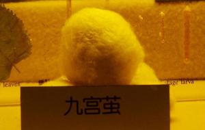 Jiaxing Silk Museum Silkworm