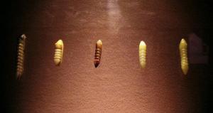 Jiaxing Silk Museum Silkworm Chrysalis