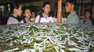 Nanguo Sidu Silk Museum Silkworm